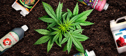 Fertilizantes para cultivo de Marihuana - Sinsemilla Street