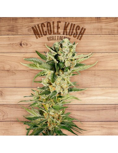 Nicole Kush (The Plant Organic Seeds)