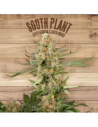 South Plant (The Plant Organic Seeds)