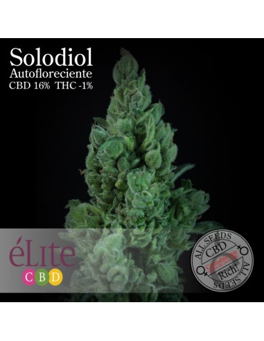 Solodiol Auto CBD (Elite Seeds)