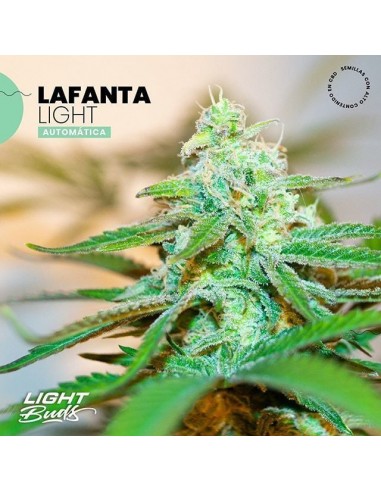 Lafanta CBD Auto (Light Buds)