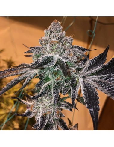 Girl Scout Cookies Forum Cut (Mamiko Seeds)