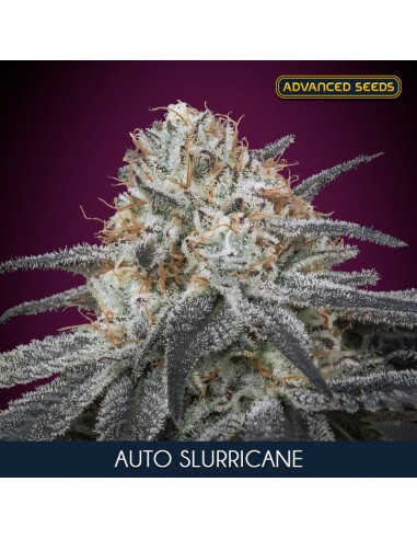 Auto Slurricane (Advanced Seeds)